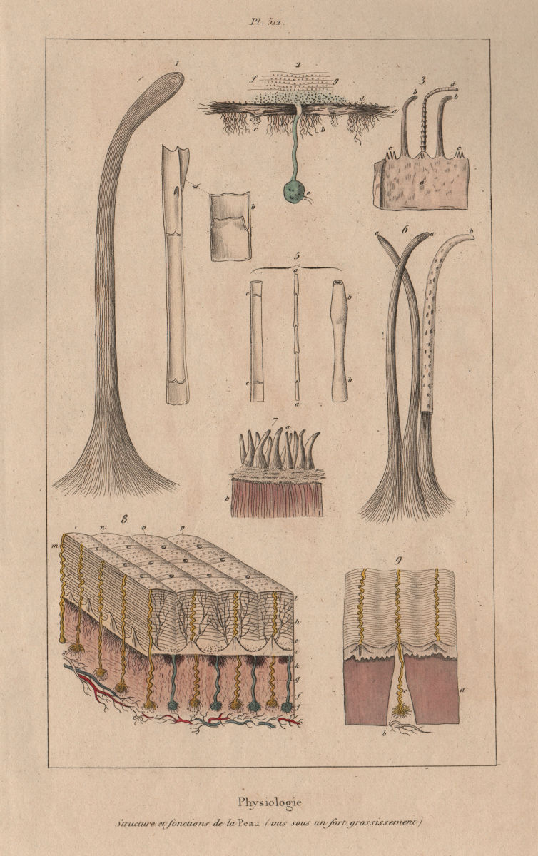 SKIN. Physiology. Structure et fonctions de la Peau. Pores. Hair 1833 print